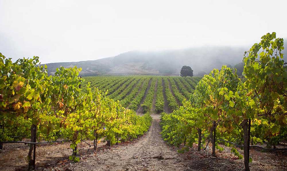 California Winery Just Got a Weed License to Cultivate Cannabis Alongside Grapes