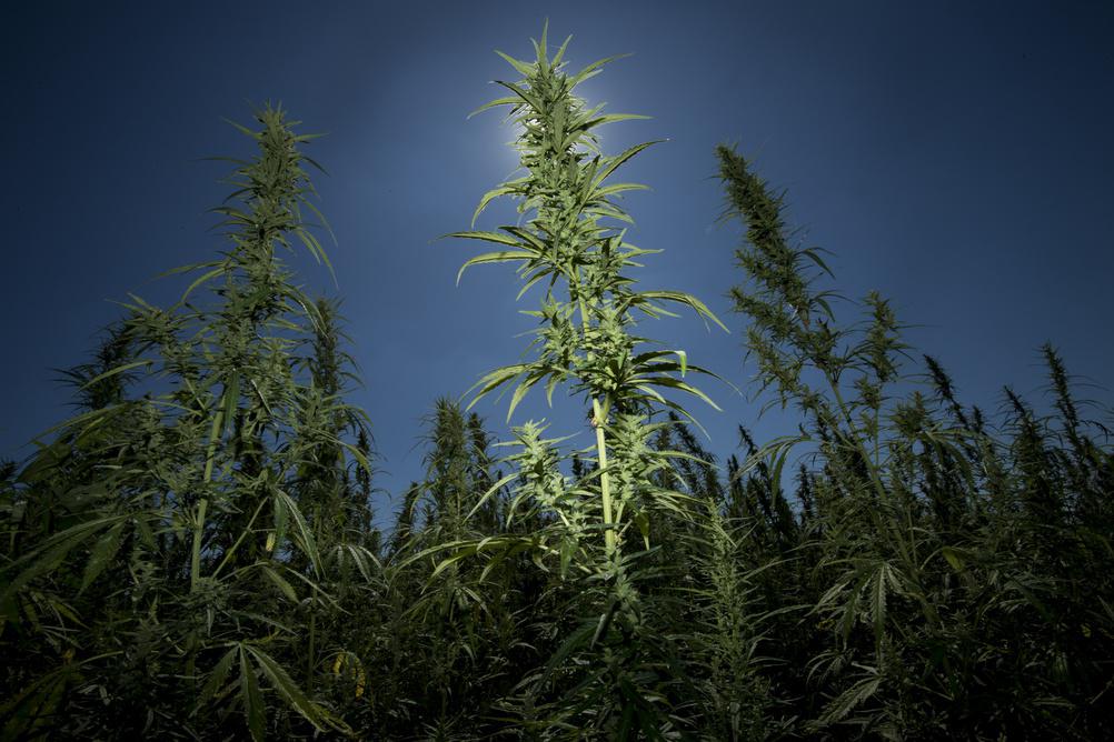 Delta-8 THC Made From Hemp Is Officially Banned in Colorado and New York