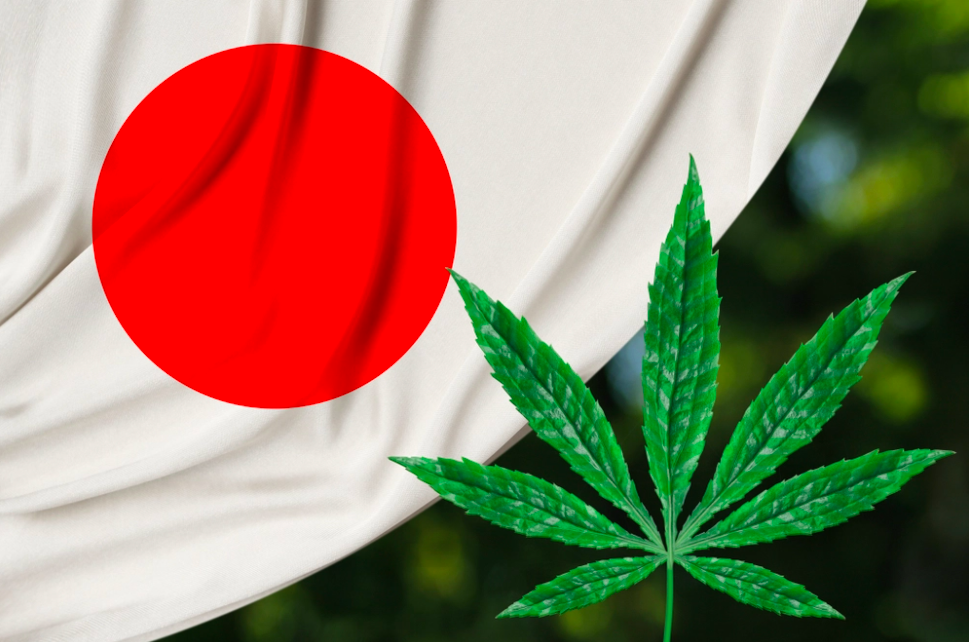 Seizures of Cannabis Extracts Skyrocketed in Japan Last Year