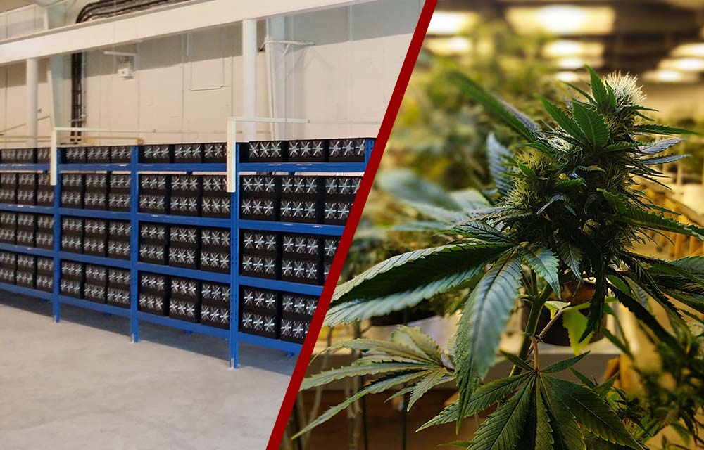 UK Cops Accidentally Discover Illegal Bitcoin Mine While Hunting Down Suspected Weed Grow