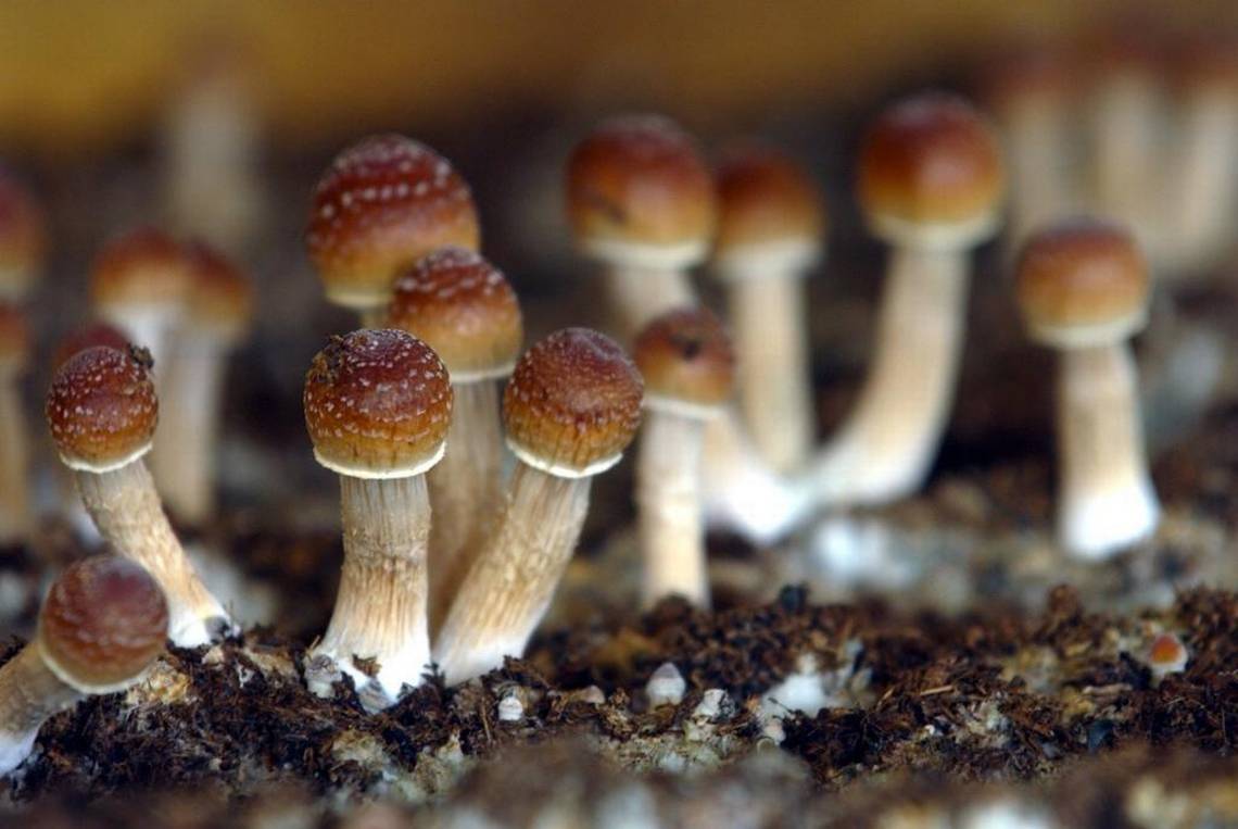 California Senate Just Voted to Legalize Possession of Most Psychedelics