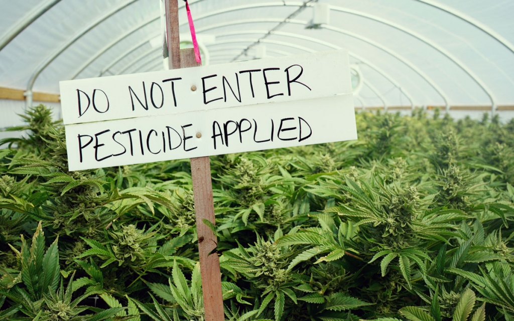 Man Gets Majorly Busted for Smuggling Illegal Cannabis Pesticides into US From Mexico