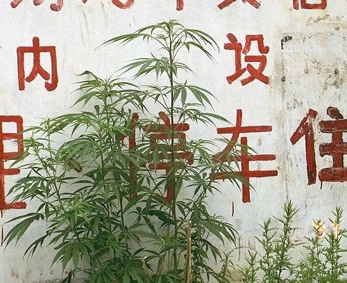 Cannabis Was First Domesticated in East Asia 12,000 Years Ago, New Study Finds