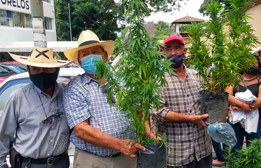 This Group of Mexican Farmers Are Trying to Establish Country’s First Cannabis Town