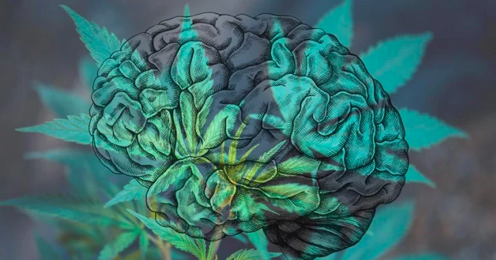 Scientific Evidence Shows Weed Doesn’t Cause Brain Damage, in Case You Were Wondering