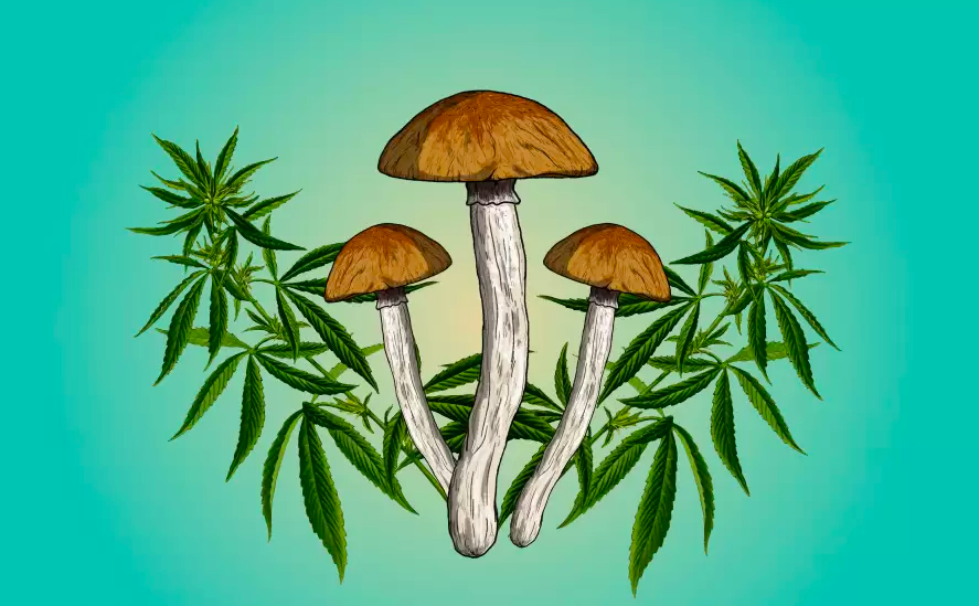 DEA Orders Massive Increase In Legal Research Weed and Psilocybin Production