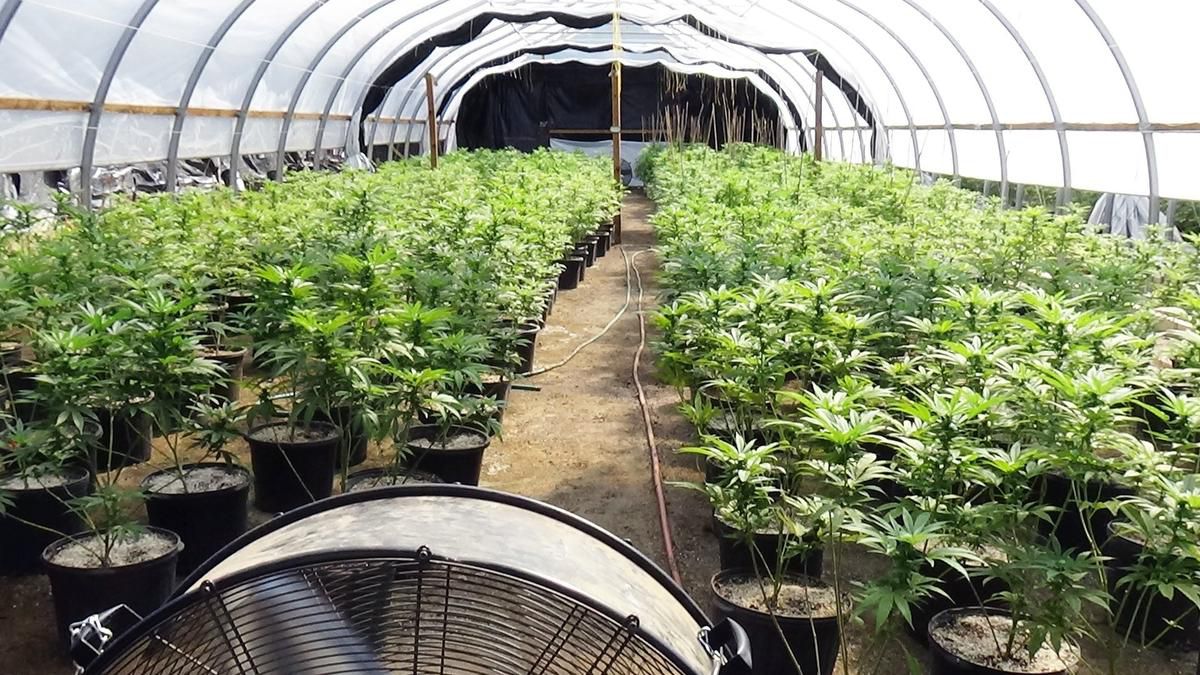 Oregon County Just Declared State of Emergency Over Number of Illegal Pot Grows