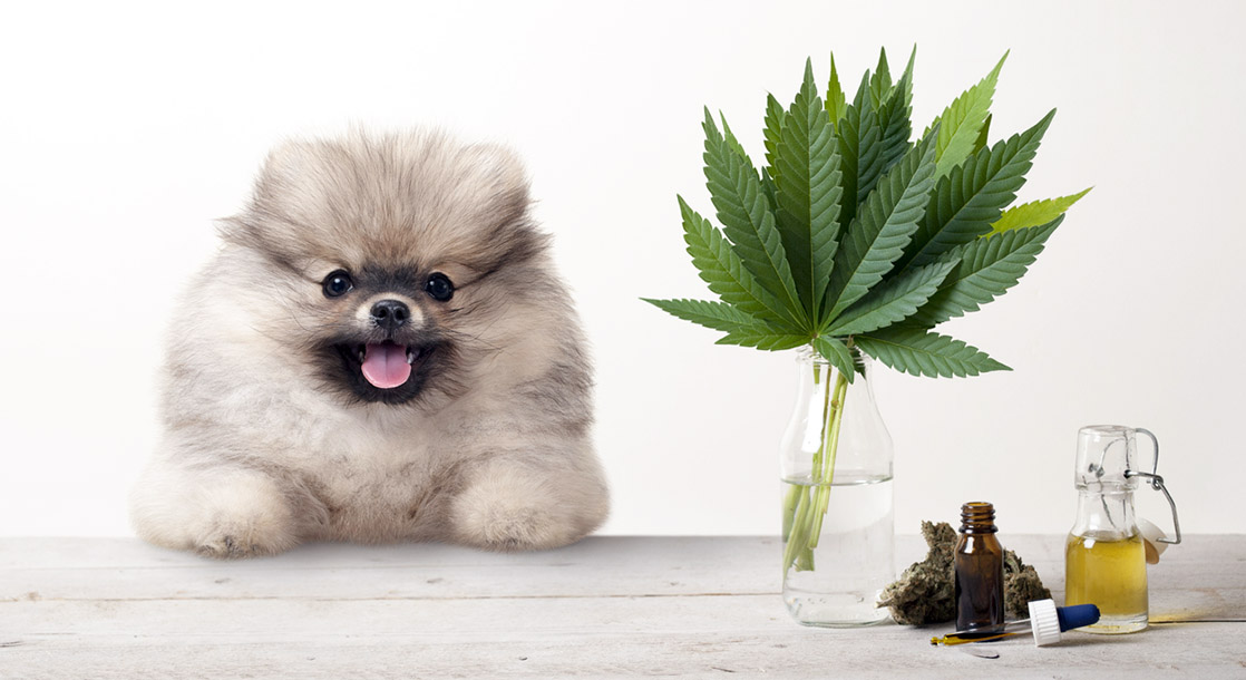 Are Dogs Really Getting High AF on Weed Edibles During Daily Walks?