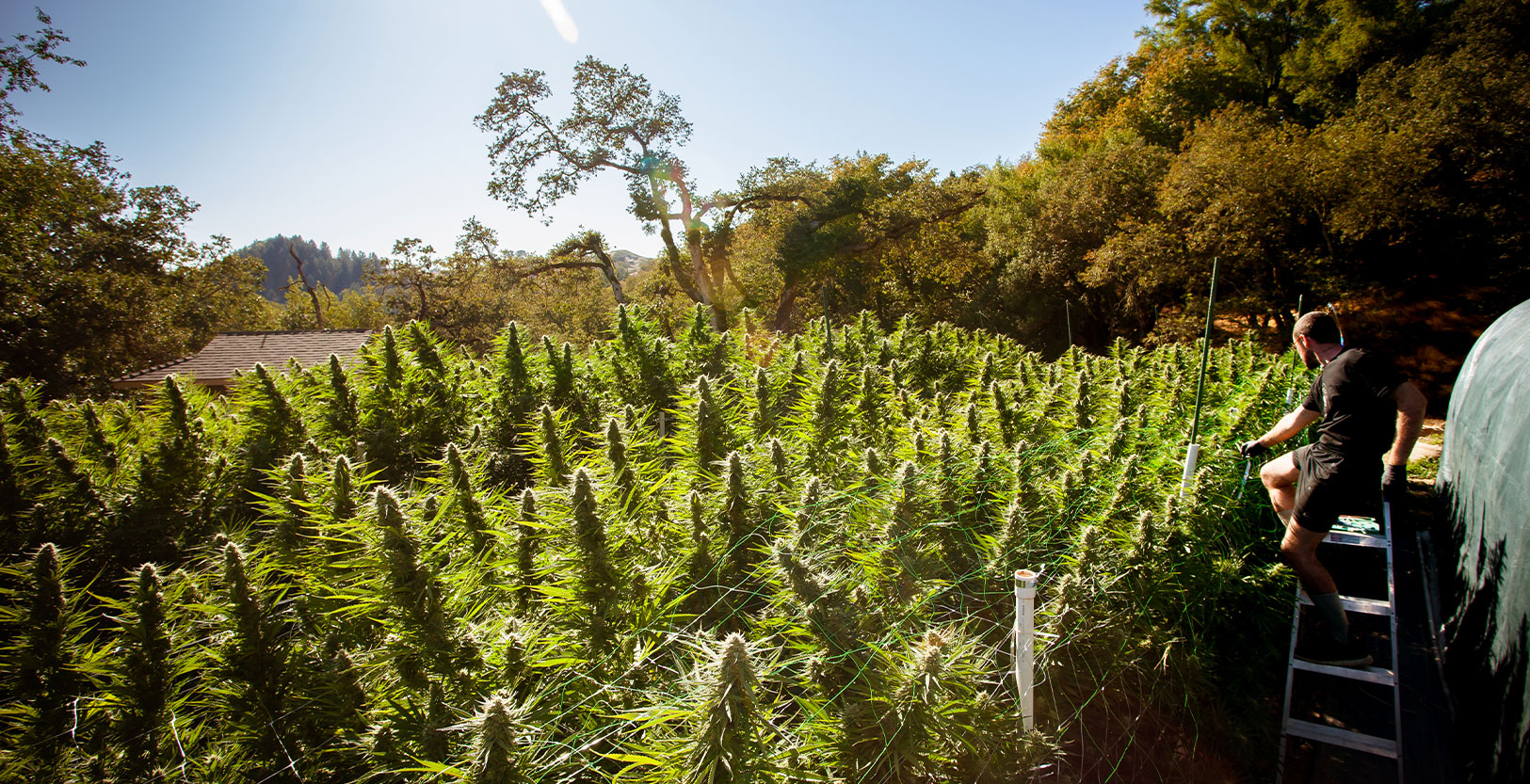 Emerald Triangle’s Small Farms Are in Trouble, But the Emerald Cup Team Is Swooping in to Help
