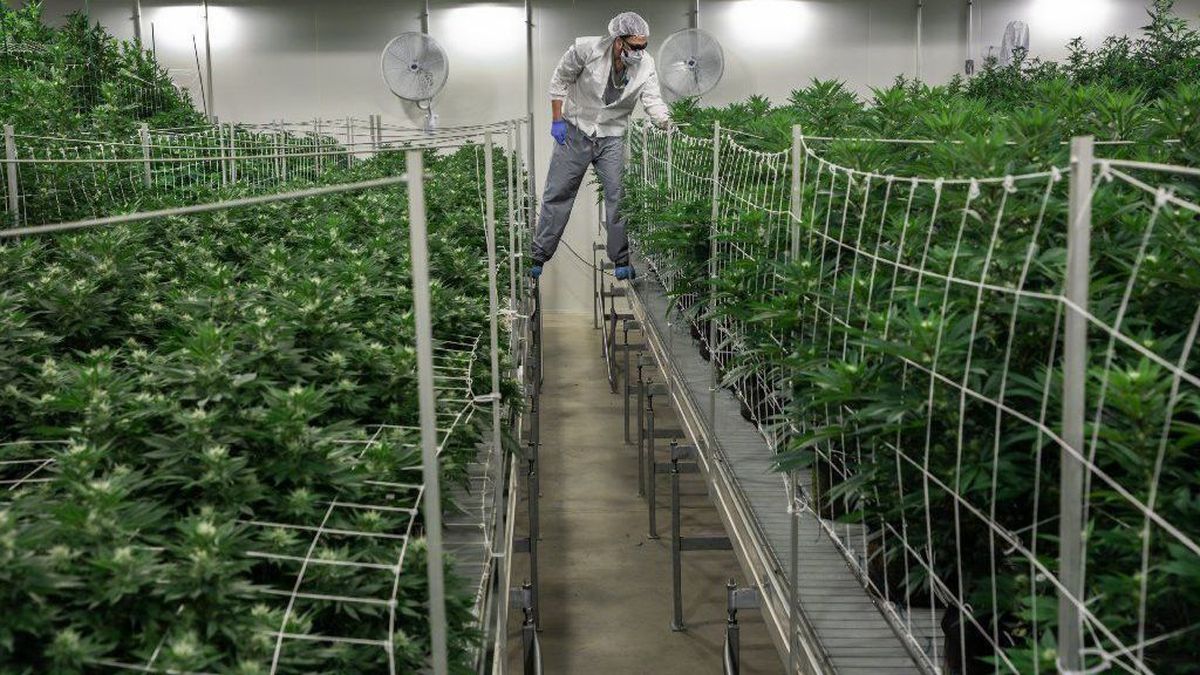 Missouri Medical Marijuana Industry Creates Nearly 10% of All New Jobs in the State