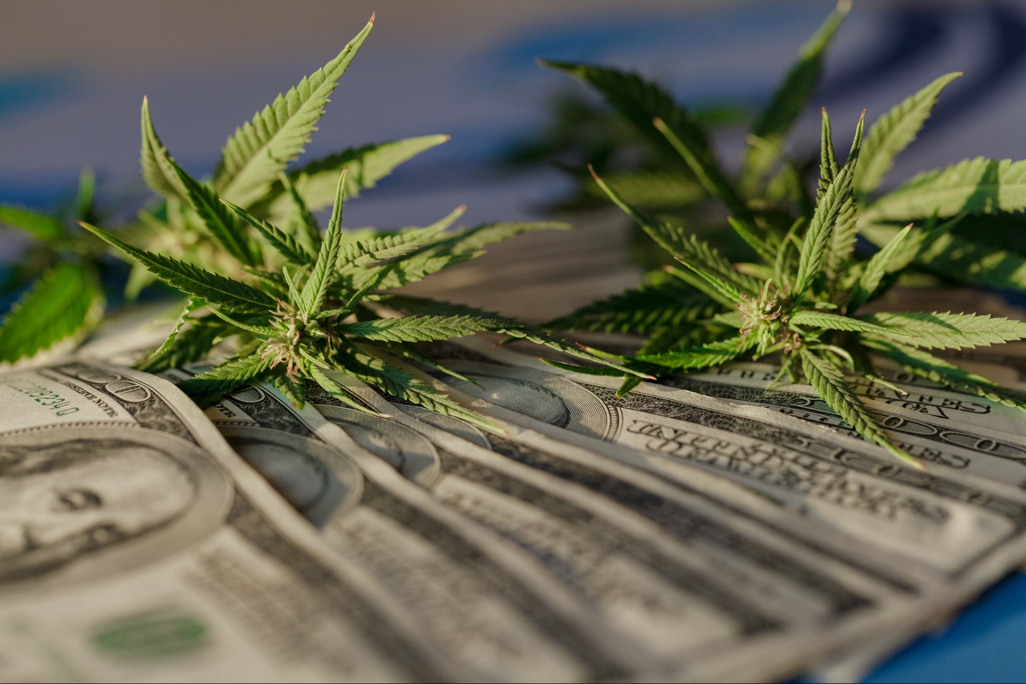 The US House of Reps Advanced Cannabis Banking Bill…for the Sixth Time