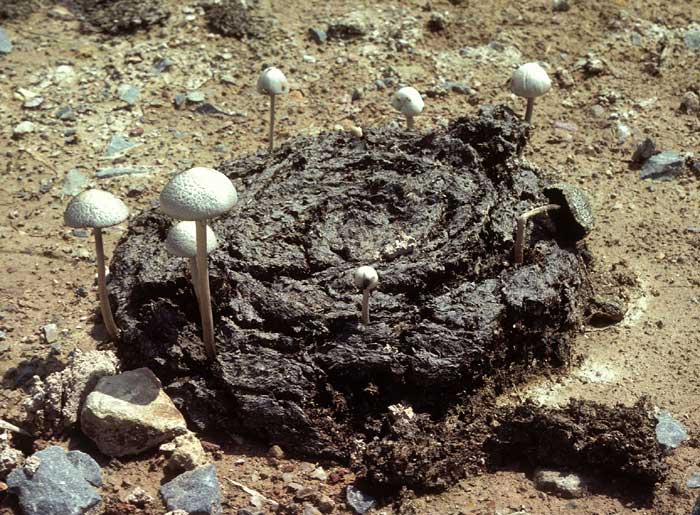 Oregon’s Mushroom Regulations Draft Bans Synthetic Psilocybin, Dung-Grown ‘Shrooms