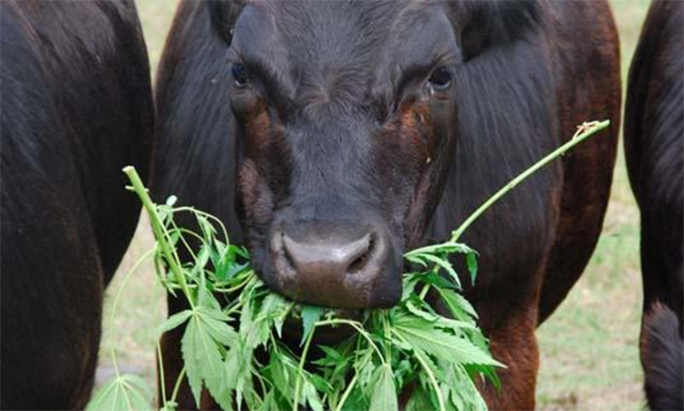 Eating Hemp Makes Cows Chill the Fuck Out, Federally-Funded Study Finds