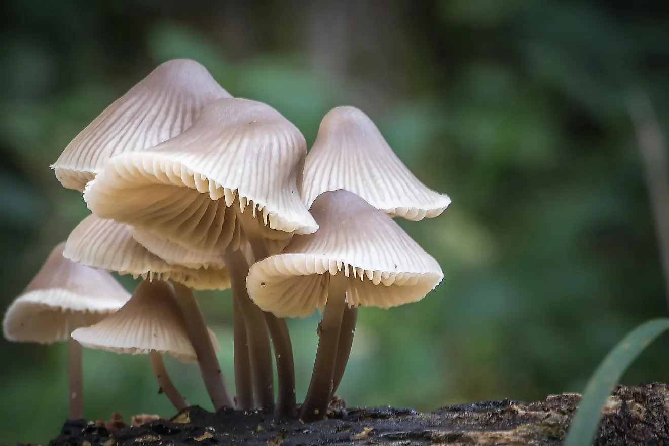 Mushrooms Can Speak to Each Other in Sentences “Up to 50 Words,” Researcher Says