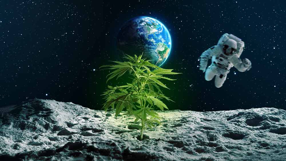 Federal Legalization Could Bring Us Top-Shelf Weed Grown in Space