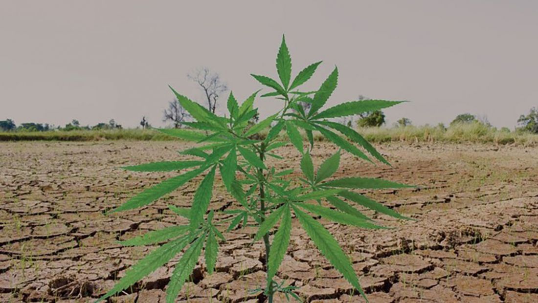 California Cannabis Farmers Are Left Out of State’s Proposed Drought Plan