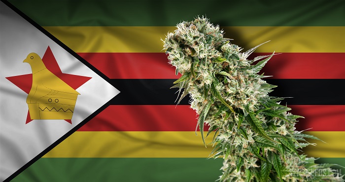 Zimbabwe Just Commissioned $27 Million Legal Medical Cannabis Facility
