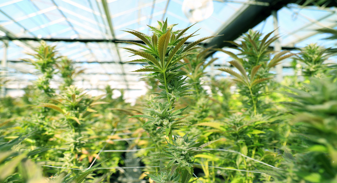 Scotts Miracle-Gro Isn’t Just Helping Folks Grow Weed, Now They Want to Sell It, Too