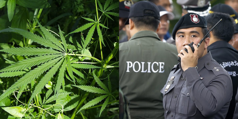 Thai Cops Just Got Disciplined for Arresting a Woman Over One Weed Plant