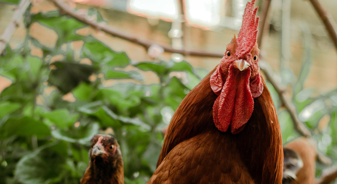 Thai Farmers Are Now Selling Organic Chicken Raised on Cannabis, Not Antibiotics