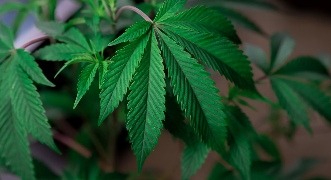 Federal Court Backs Nebraska Activists’ Campaign To Legalize Medical Marijuana