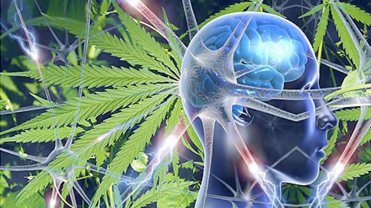 Microdosing High-THC Weed Could Improve Alzheimer’s Disease Symptoms