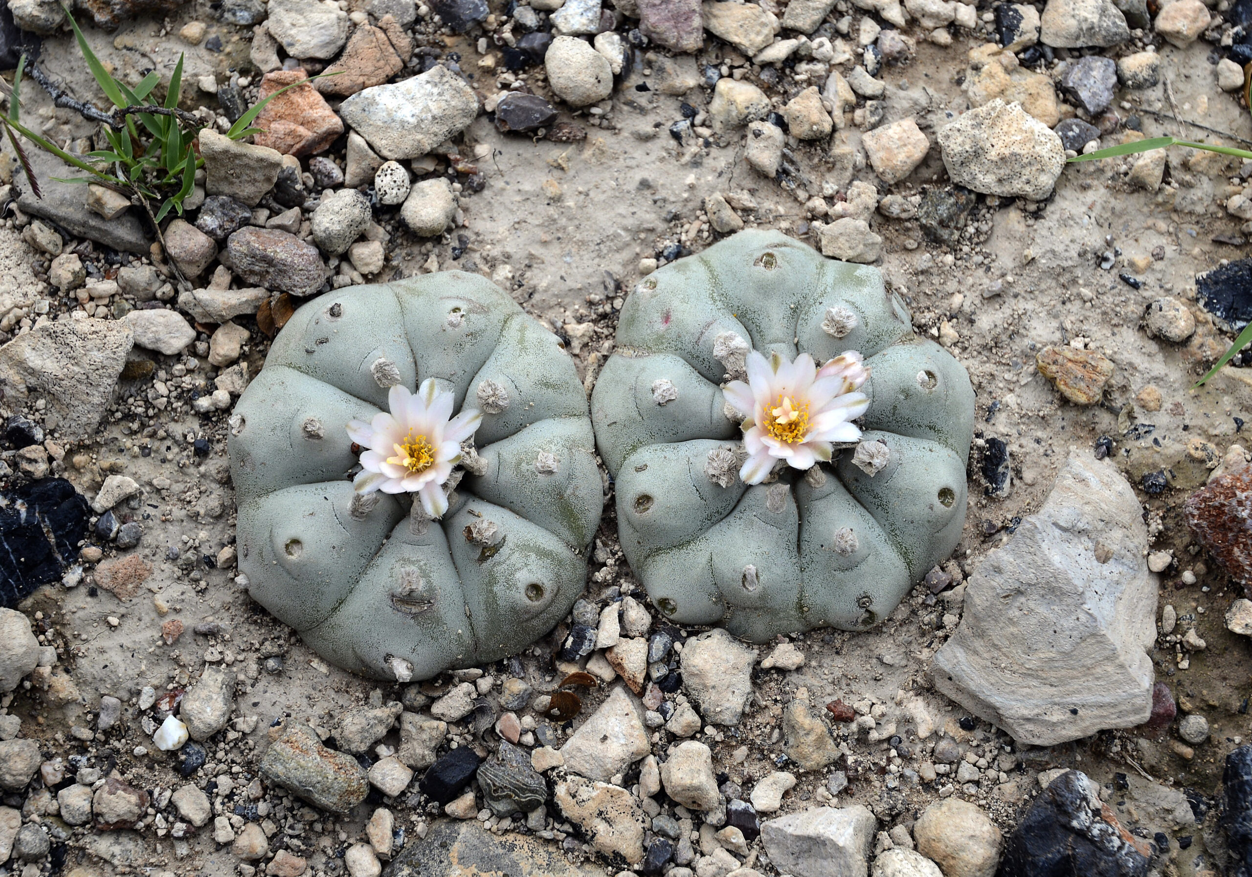 Native American Leaders Are Asking Congress to Help Fund Peyote Preservation