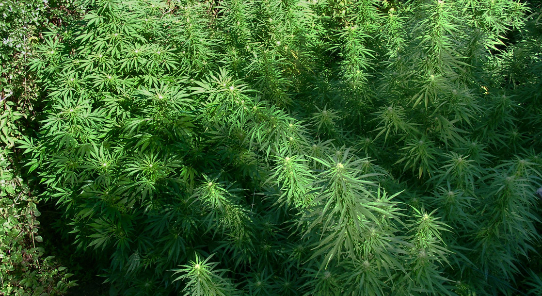 A US Hemp Company Is Looking to Make Nearly Everything From the Plant Except CBD