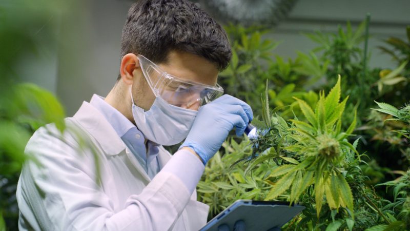 Feds Are Looking for Someone to Grow Over 4 Tons of Research-Quality Weed