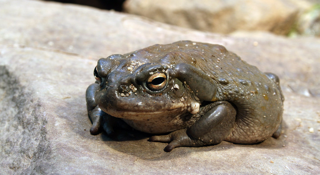 The National Park Service Tells Tourists to Stop Licking Toads in Public Parks