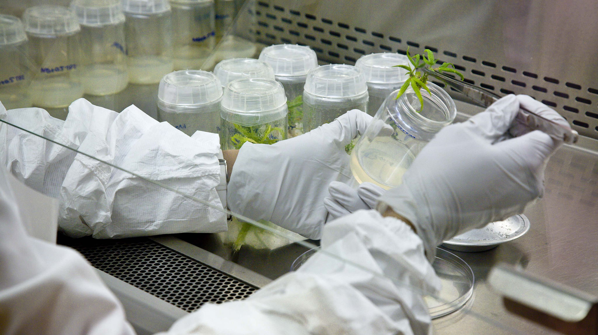 Congress Finally Sends Medical Cannabis Research Bill to President’s Desk