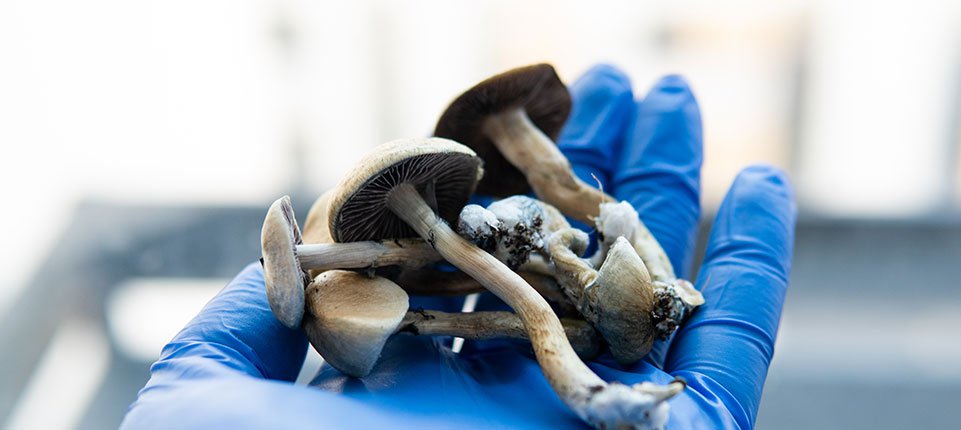 Rescheduling Mushrooms and MDMA Could Happen Sooner Than We Think