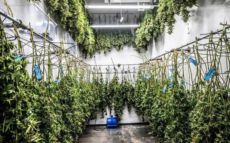 New York Farmers Grew $750 Million Worth of Legal Weed…And There’s Nowhere to Sell It