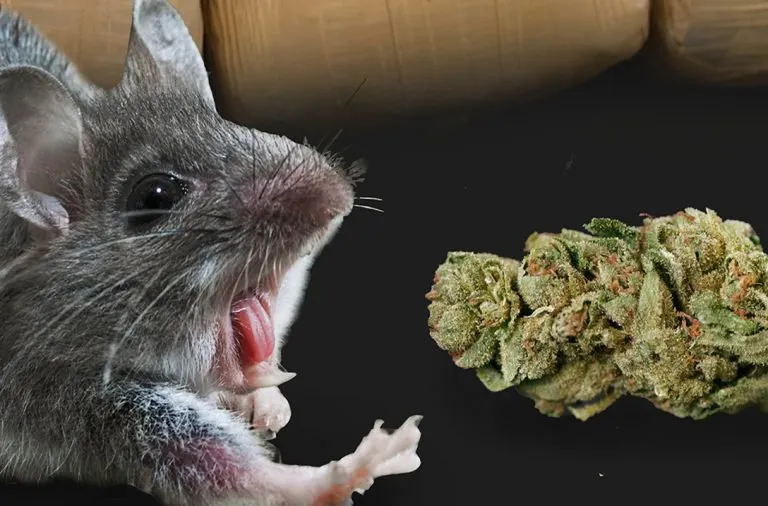 Cops in India Blame Rats for the Disappearance of Hundreds of Pounds of Weed