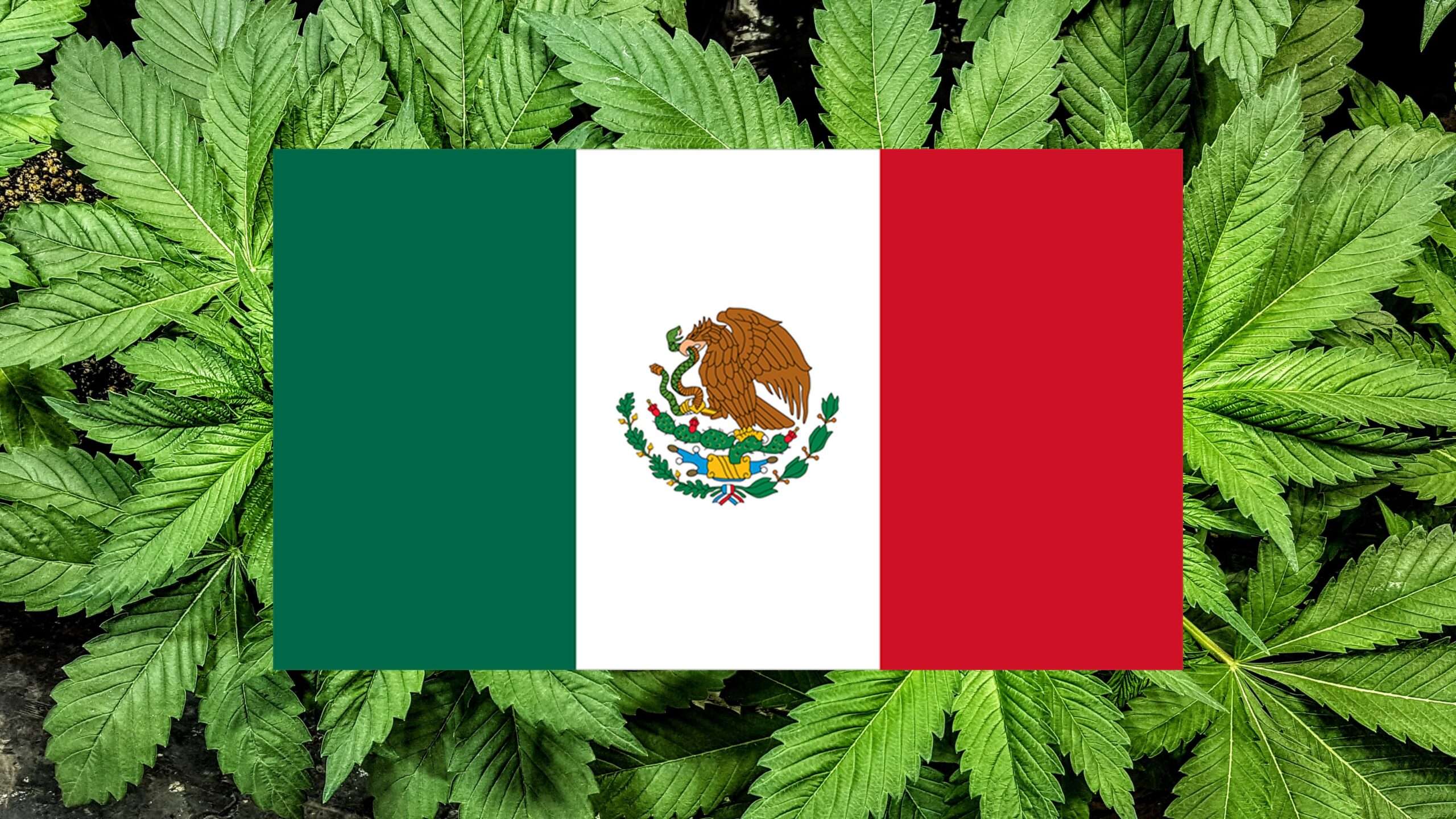 The Sinaloa Cartel Wants in on Legal Weed, New Report Finds