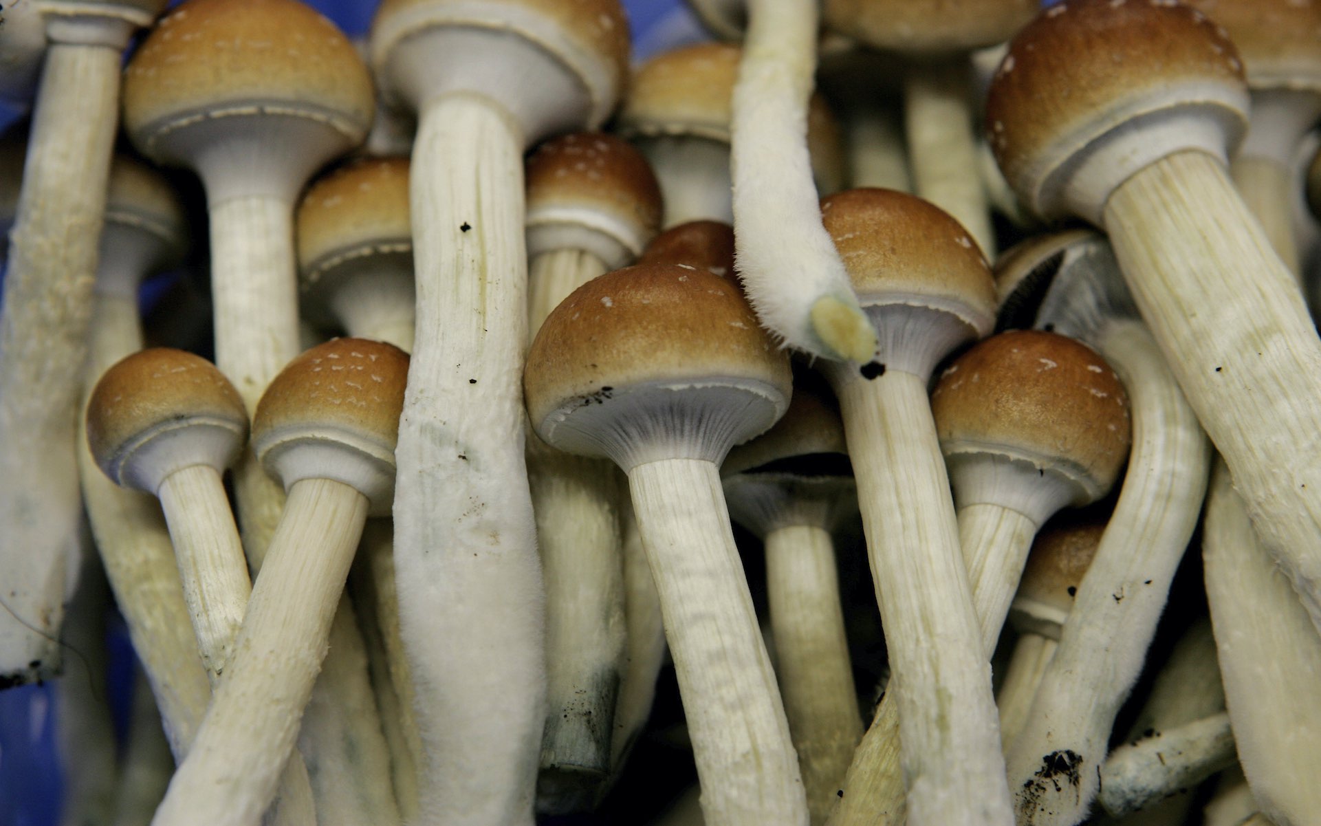 Australia Just Became the First Country to Legalize Shrooms and Ecstasy