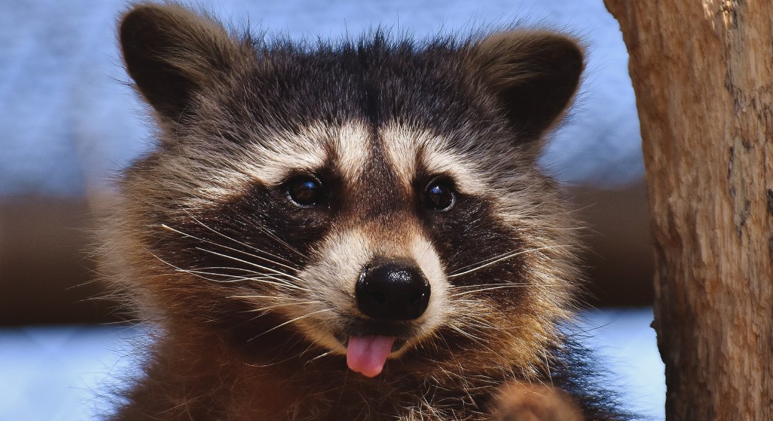 A “Cannabis Raccoon” Just Joined a Rising Wave of Drugged Up Animals