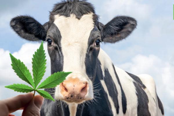 Eating Hemp-Fed Beef Will Not Trigger A Positive THC Or CBD Test