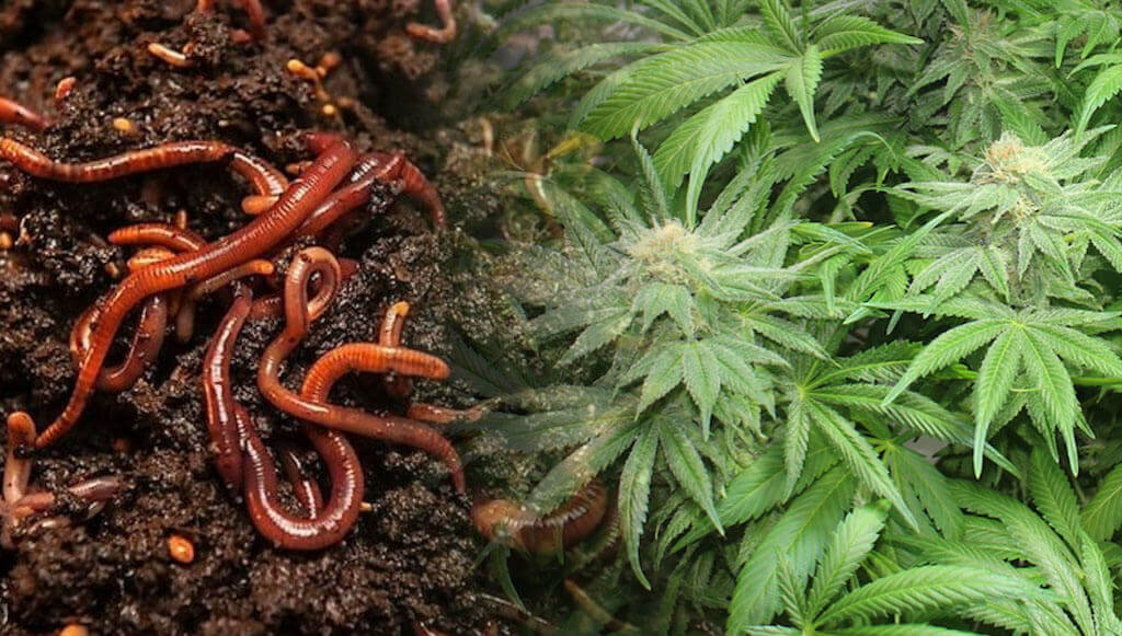 Worms Get the Munchies After Getting High AF, Scientists Discover