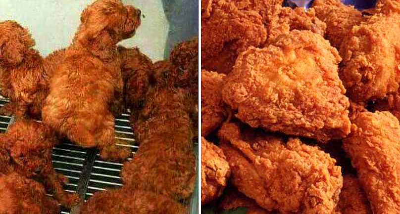 Viral Viewing: Joint Smoking Machines, Swamp Games, and Chicken Nugget Puppies