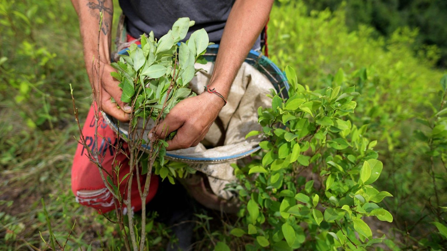Colombia Shattered Records for Coca Cultivation in 2022, UN Says