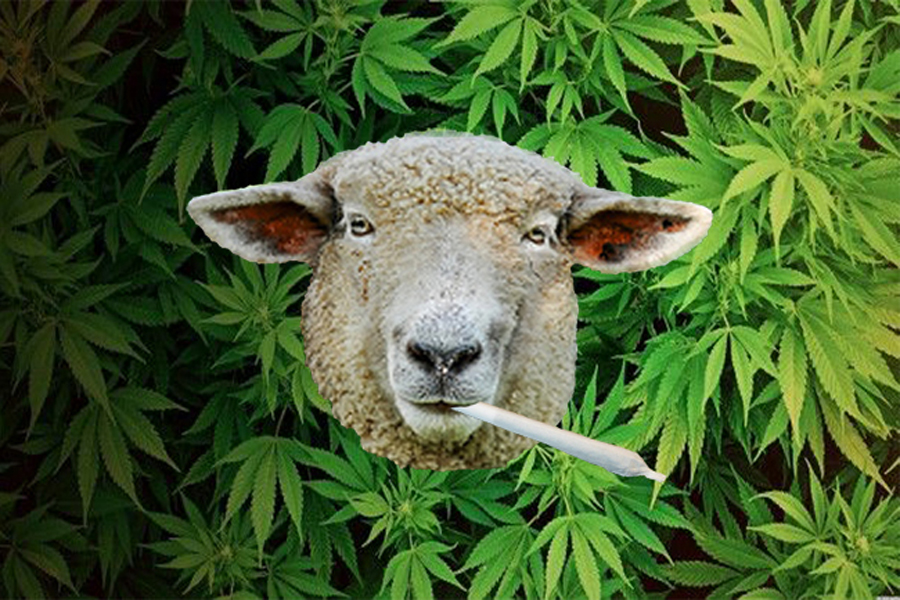 A Flock of Sheep Broke Into Greek Cannabis Farm and Ate 600 Pounds of Pot
