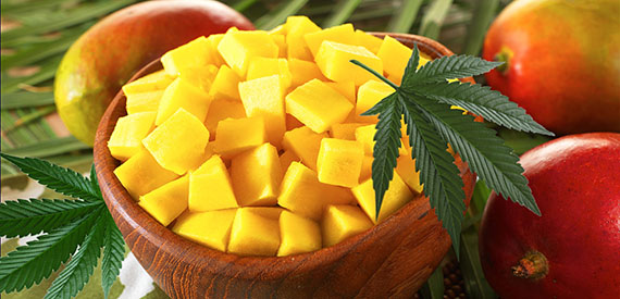 Mangoes and Marijuana: Can This Fruit Actually Improve Your Cannabis Experience?