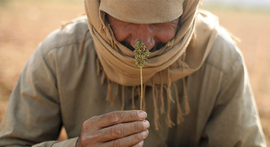 3 Things You Never Knew About Weed in Iran