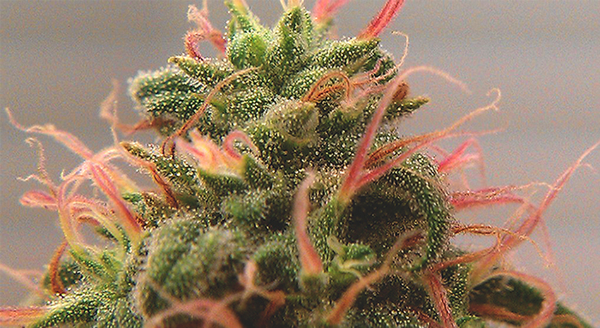 5 Strains to Elevate 4th of July