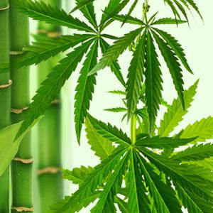 The Economic and Social Utility of Hemp and Bamboo in China