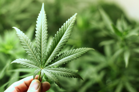 Cannabis Deemed the World’s Most Popular “Drug”