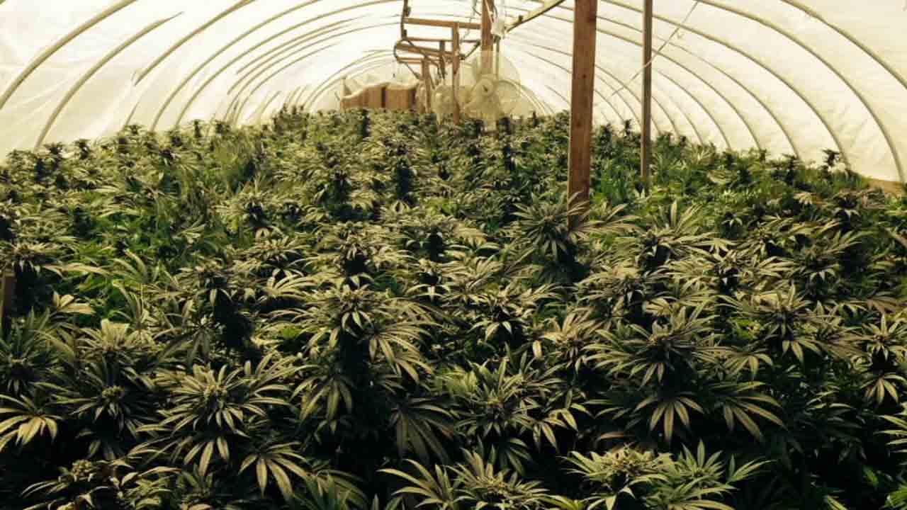 How to Grow Weed: A Marijuana Beginner’s Guide