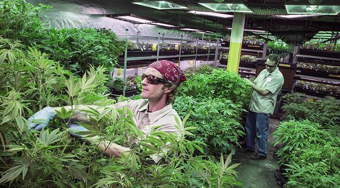 Despite Legalization, Colorado Remains a Battleground for Weed