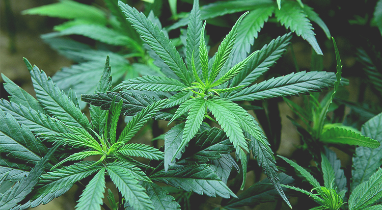 Dueling Medical Marijuana Proposals Could Sabotage Legalization in Arkansas